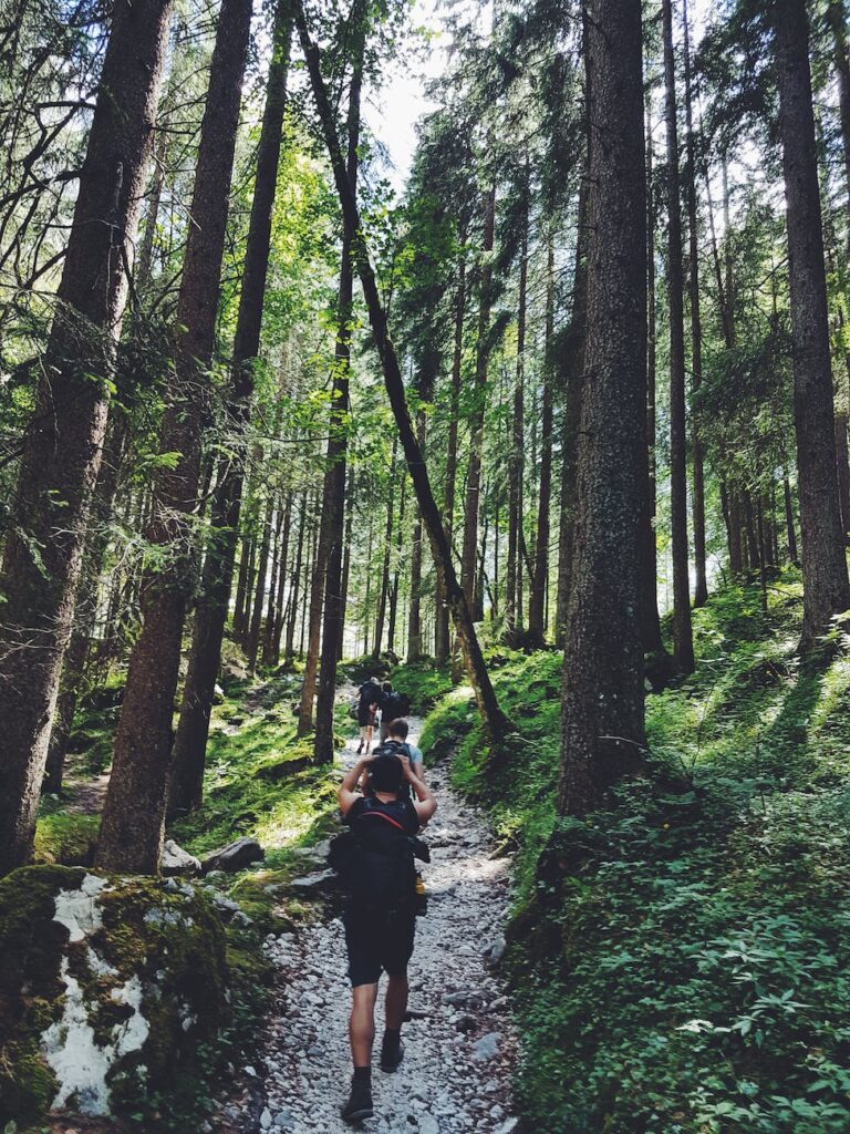 four people walking on gray path surrounded by tall trees