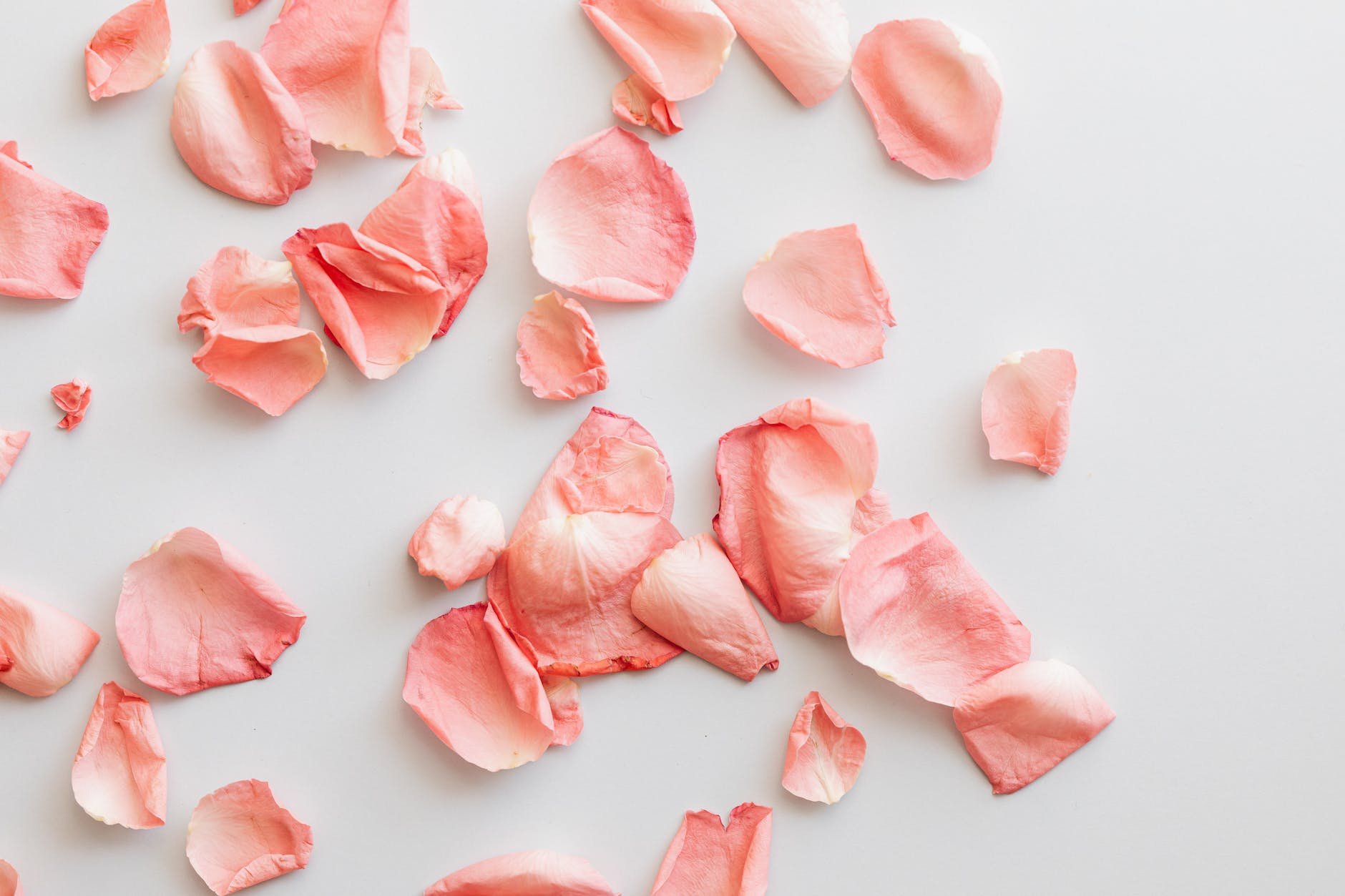 scattered rose petals on white surface