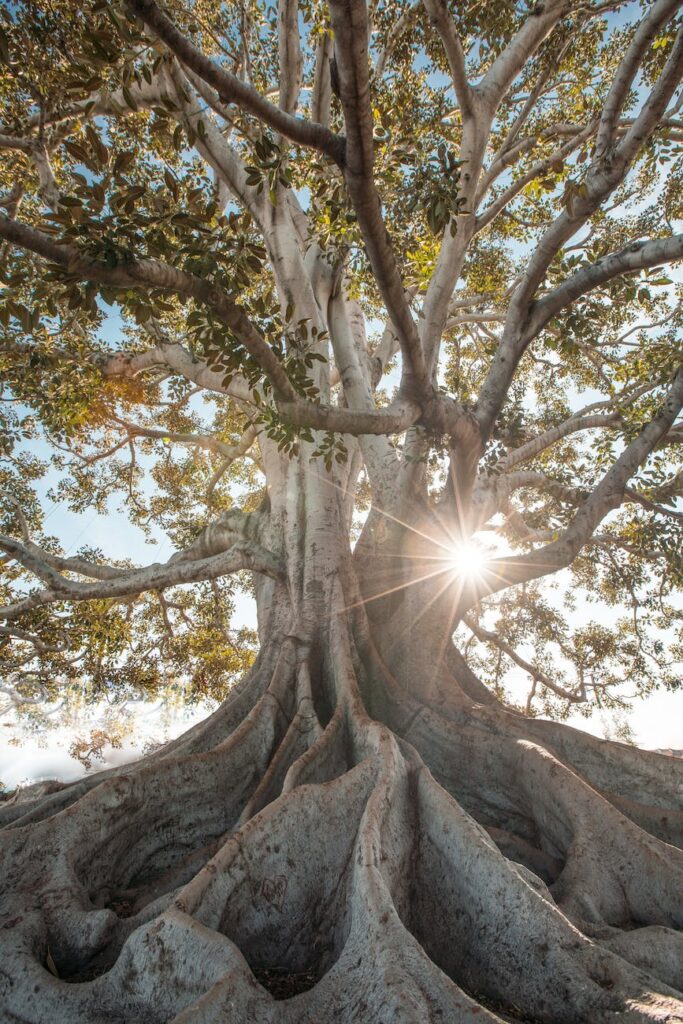 green leafed tree