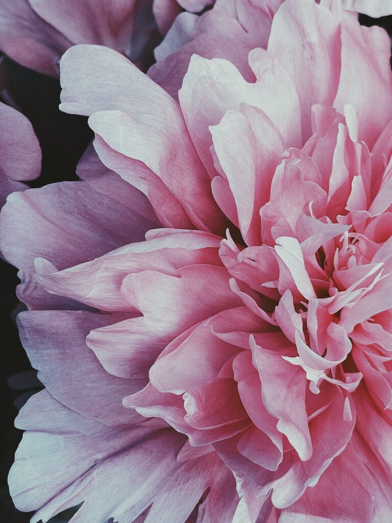 gentle pastel pink peony flower bud