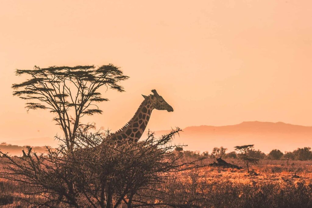 Giraffe near tall tree during dusk orange sky