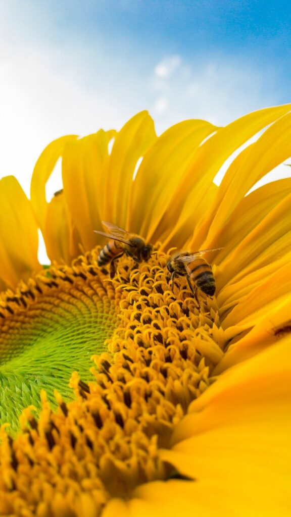 macro photo of bumblebees on yellow sunflower